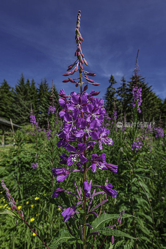 Chamaenerion angustifolium是willowherb家庭柳叶菜科多年生草本开花植物。它在北美被称为fireweed，在加拿大的一些地方被称为great willowherb。生长在范肖角，汤加斯国家森林，阿拉斯加。